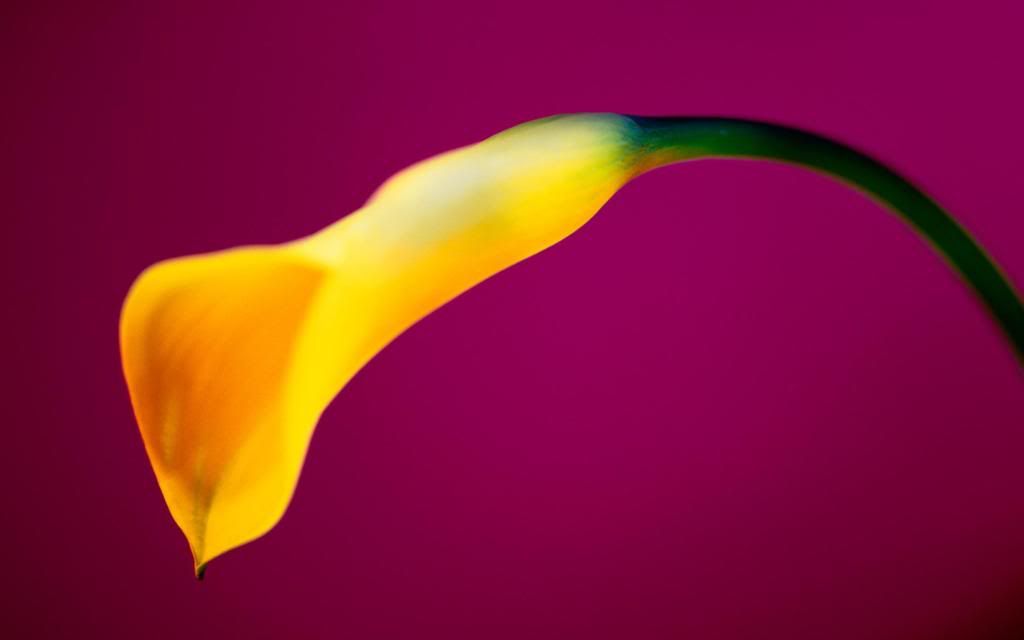Yellow_Calla_flowers_hd_wallpaper.jpg