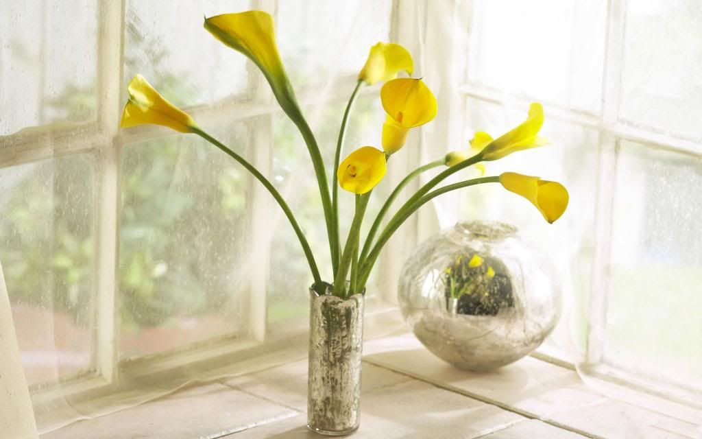 Yellow_calla_lilies_bouquet_hd_wallpaper.jpg