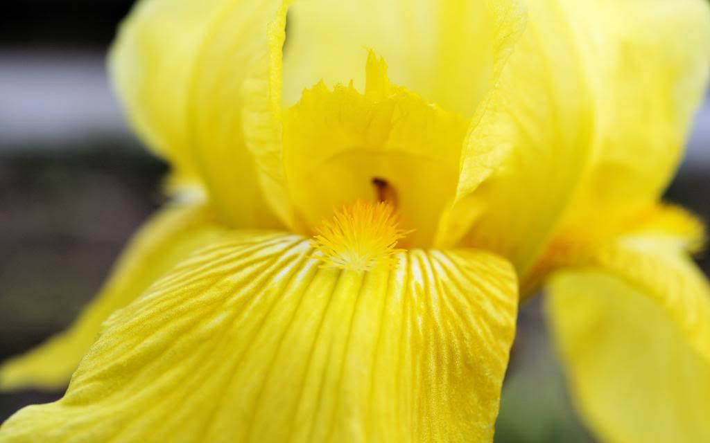 Yellow_petals_hd_wallpaper.jpg