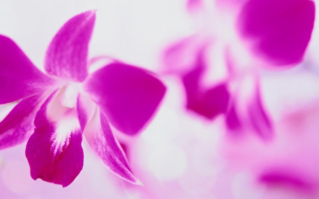 Your_Flower_Garden_background_hd_wallpaper.jpg