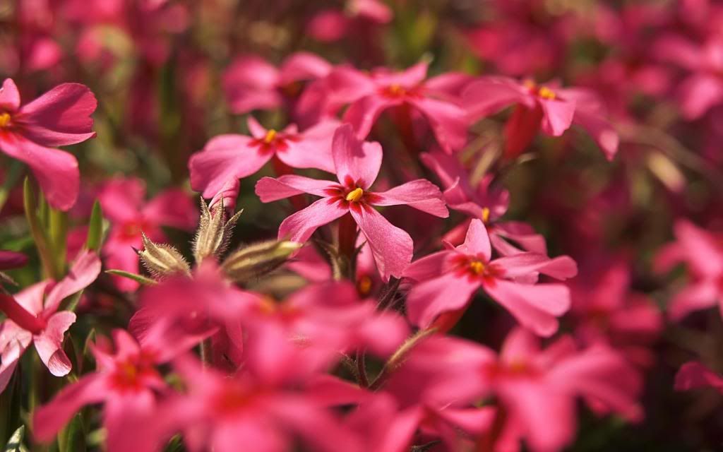 Your_Flower_Garden_hd_wallpaper.jpg