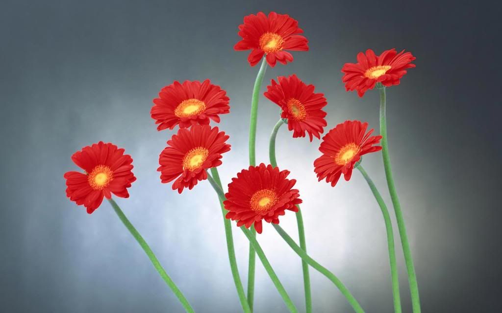 Your_Flower_Garden_wallpaper_hd_wallpaper.jpg
