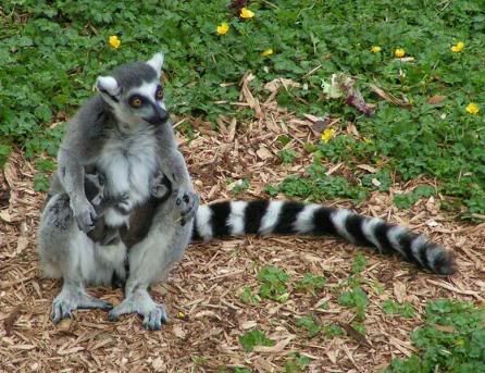Lemur_16.jpg