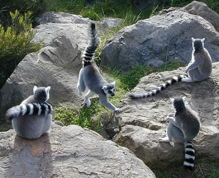 Lemurs.jpg
