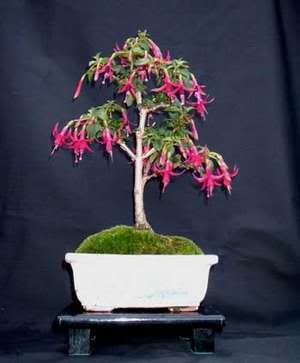 fuchsiapurperklokje022lj0.jpg