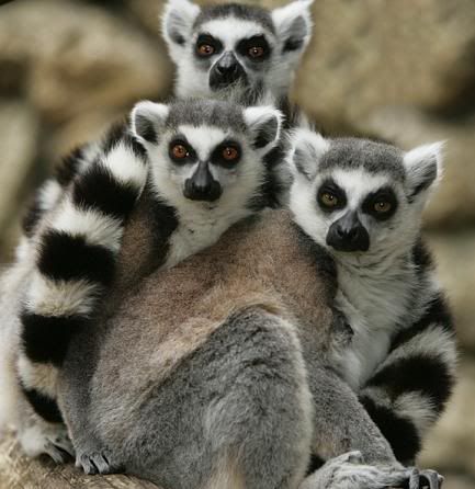 lemur_15.jpg