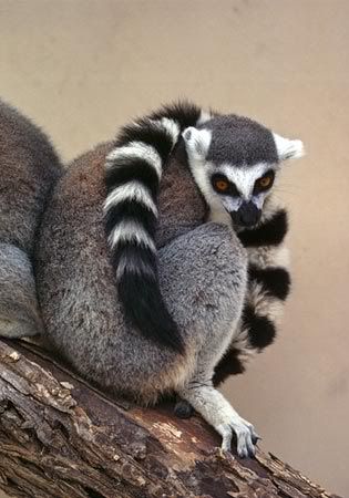 ring-tailed-lemur-tail-wrapped.jpg