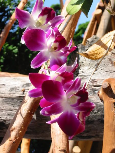 orchideen.jpg