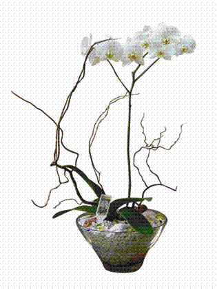 orkide9.gif