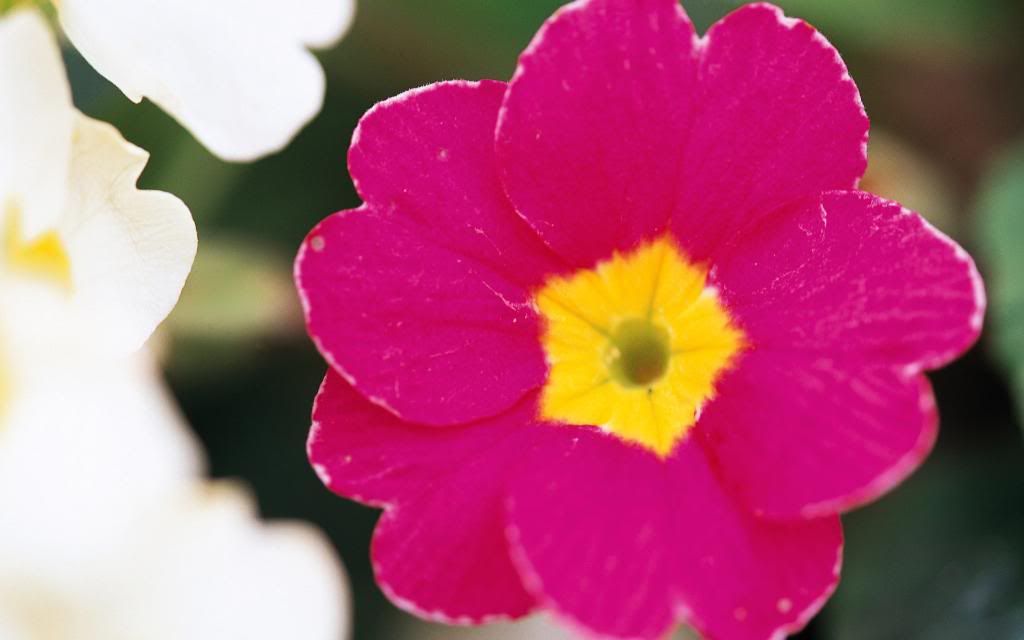 pink_flower_widescreen_wallpaper.jpg