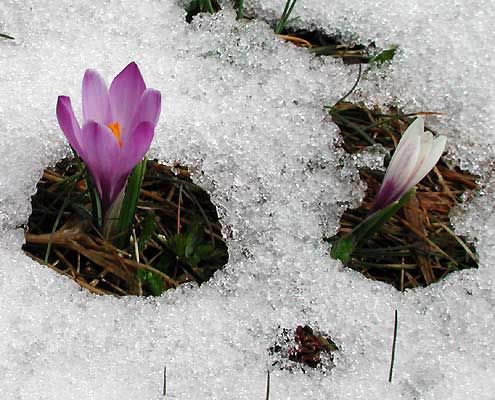 2krokus5.jpg