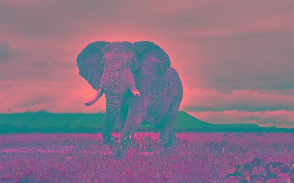 African_Bush_Elephant_hd_wallpaper.jpg