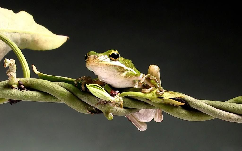 Agalychnis_callidryas_Red-eyed_tree_frog_Neotropic_ecozone_hd_wallpaper.jpg