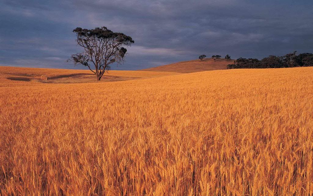 Agriculture_Haying.jpg