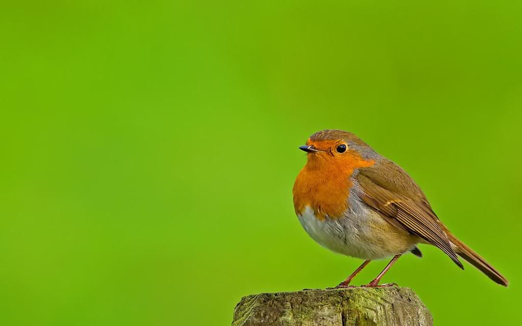 American_Robin.jpg