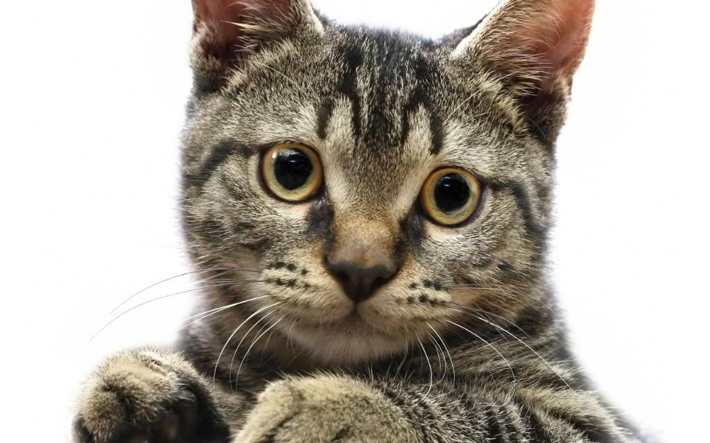 American_Wirehair_Kitten_High_definition_wallpaper.jpg