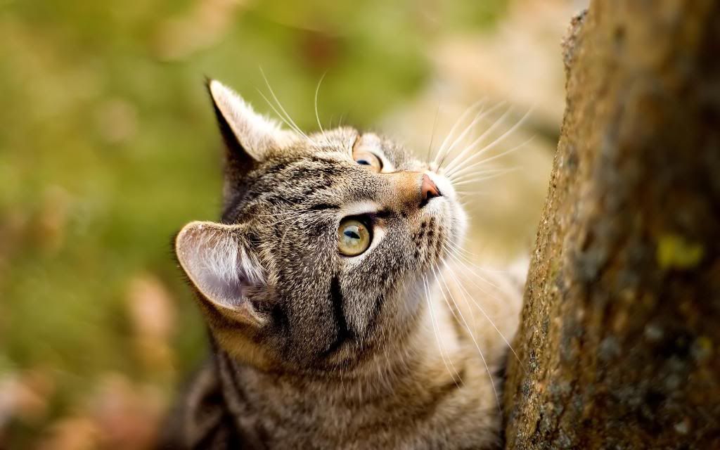 American_Wirehair_cat_High_definition_wallpaper.jpg
