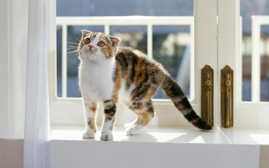 American_curl_Kitten_High_definition_wallpaper.jpg