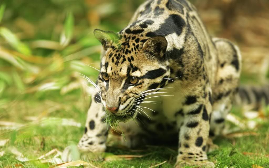 American_jaguar_widescreen_wallpaper.jpg