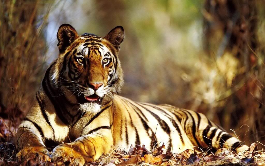 American_tiger_widescreen_wallpaper.jpg