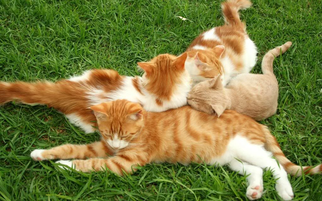 Animals_Cats_Striped_cat_on_the_grass_012412_.jpg