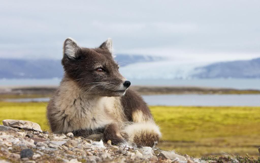 Arctic_fox_-_Polar_Fox_High_definition_wallpaper.jpg