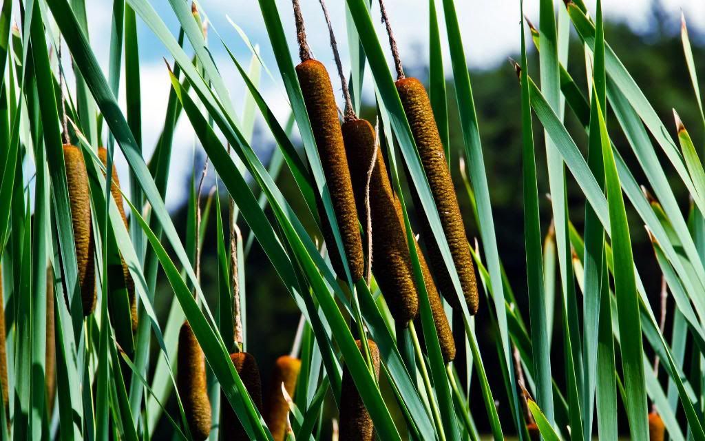 Arundo_Giant_Cane_hd_wallpaper.jpg