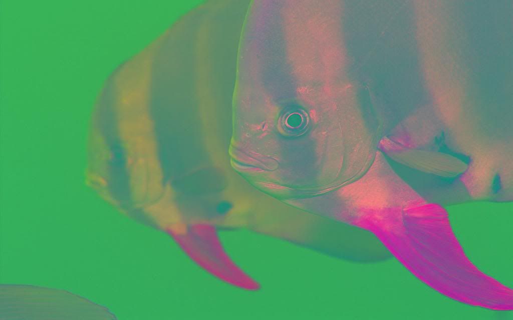 Atlantic_spadefish_High_definition_wallpaper.jpg