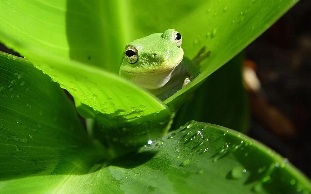Australian_Green_Tree_Frog_hd_wallpaper.jpg