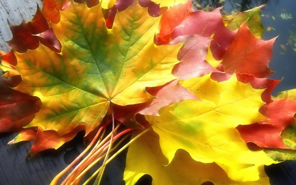 Autumn_leaves_hd_wallpaper.jpg