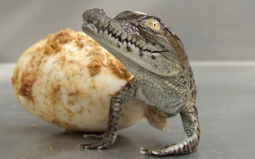 Baby_Alligators.jpg