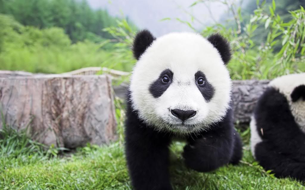 Baby_Panda_High_definition_wallpaper.jpg