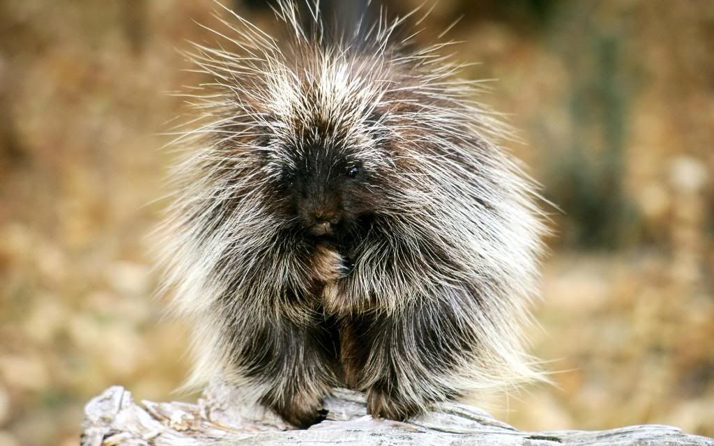 Baby_Porcupine_Exotic_Animals_hd_wallpaper.jpg