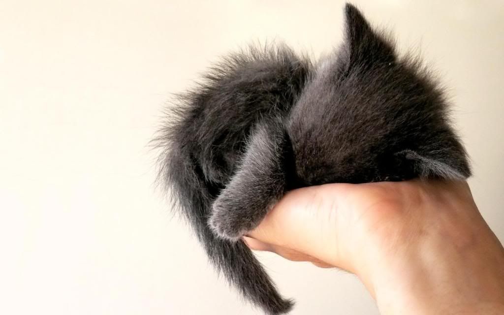 Baby_kitten_sleep_widescreen_wallpaper.jpg