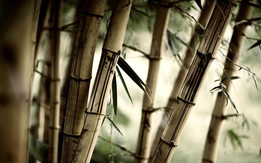 Bamboo_widescreen_wallpaper.jpg