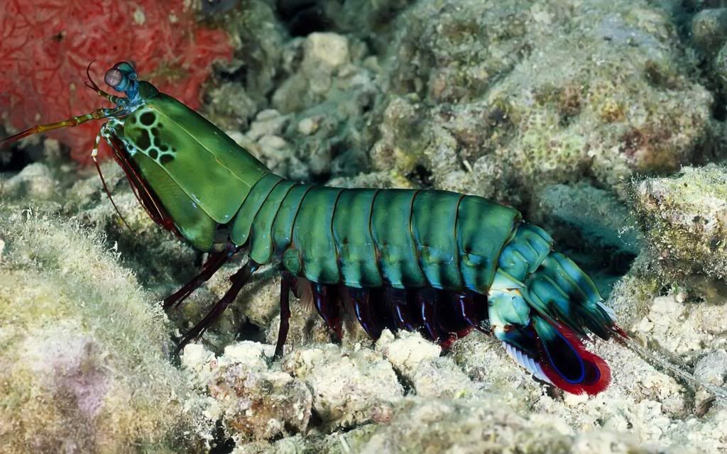 Banana_shrimp_hd_wallpaper.jpg
