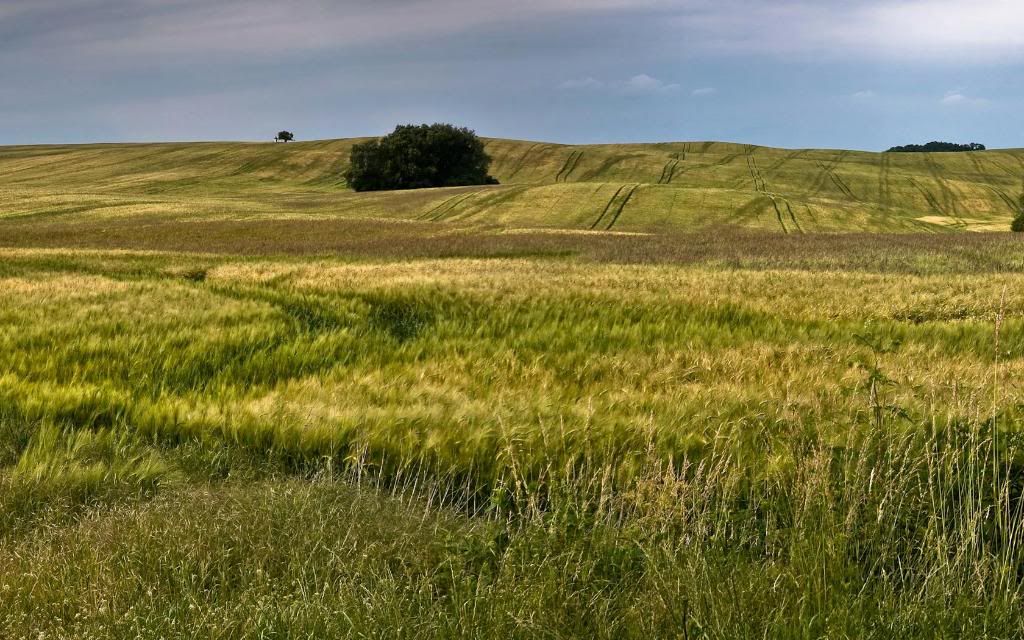 Barley_field_hd_wallpaper.jpg