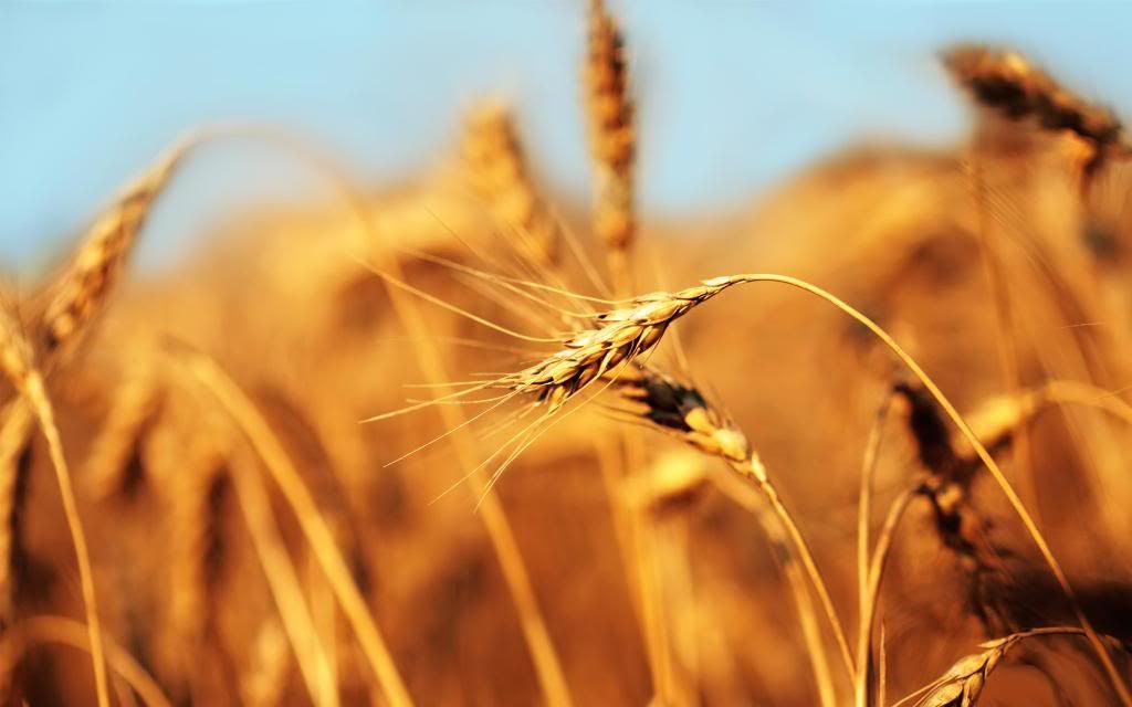 Barleyfield_hd_wallpaper.jpg
