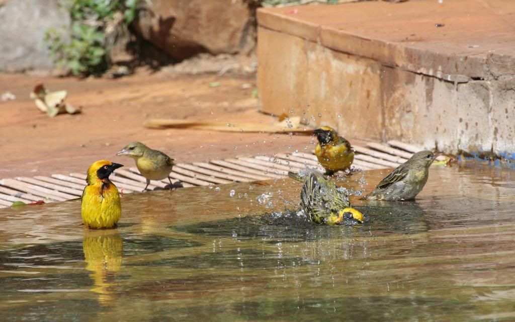 Bathing_Birds.jpg