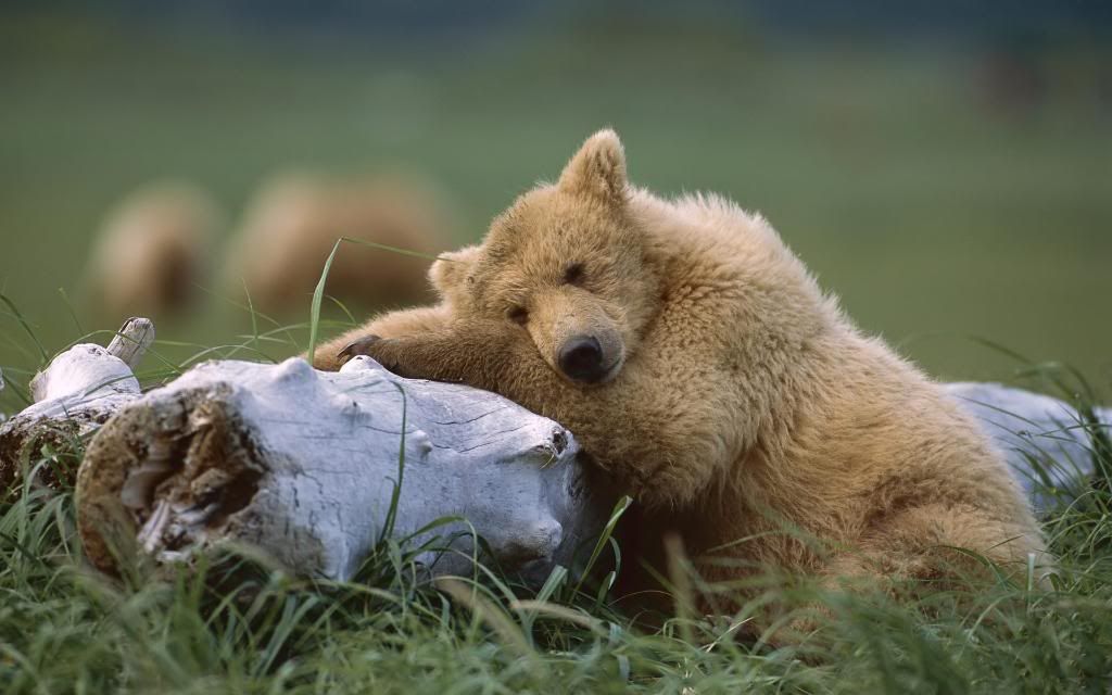 Bear_after_hibernation_High_definition_wallpaper.jpg