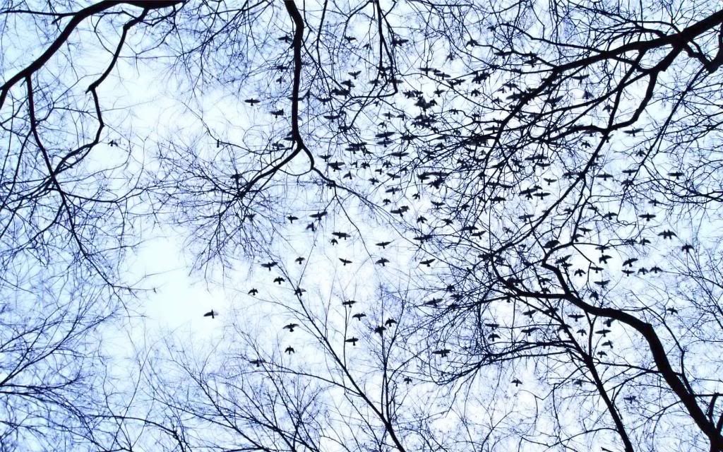 Birds.jpg