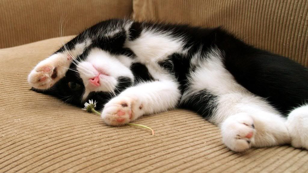 Black-white_kitten_widescreen_wallpaper.jpg