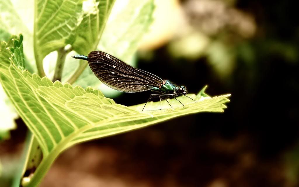 Black_Dragonfly_widescreen_wallpaper.jpg