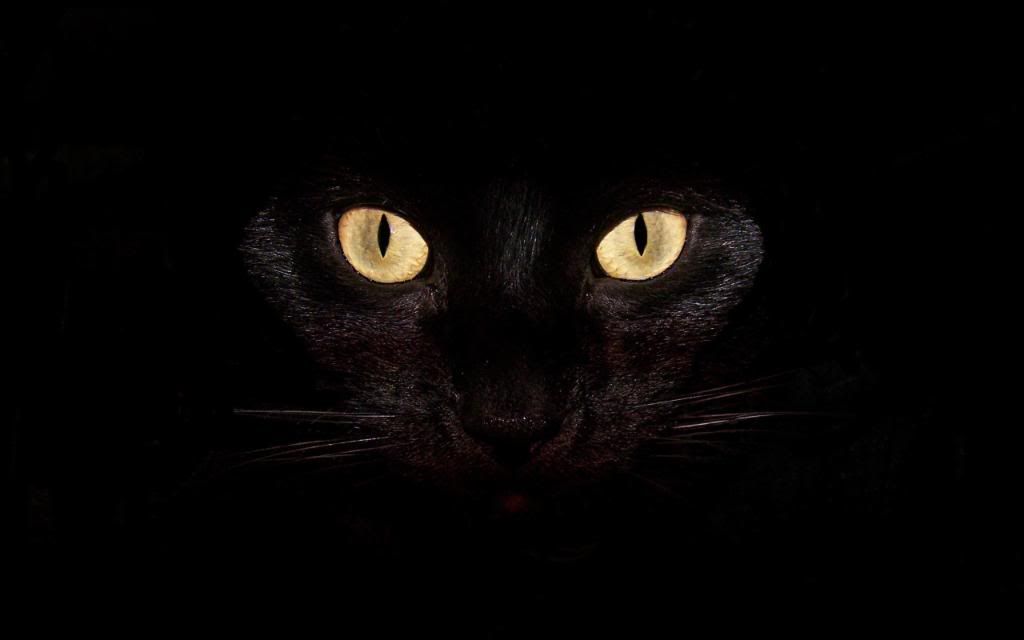Black_cat_hd_wallpaper.jpg