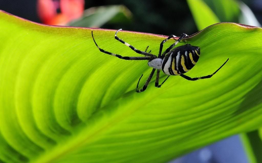 Black_yellow_striped_spider_widescreen_wallpaper.jpg