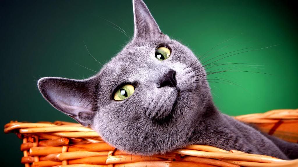 Blue_British_cat_widescreen_wallpaper.jpg