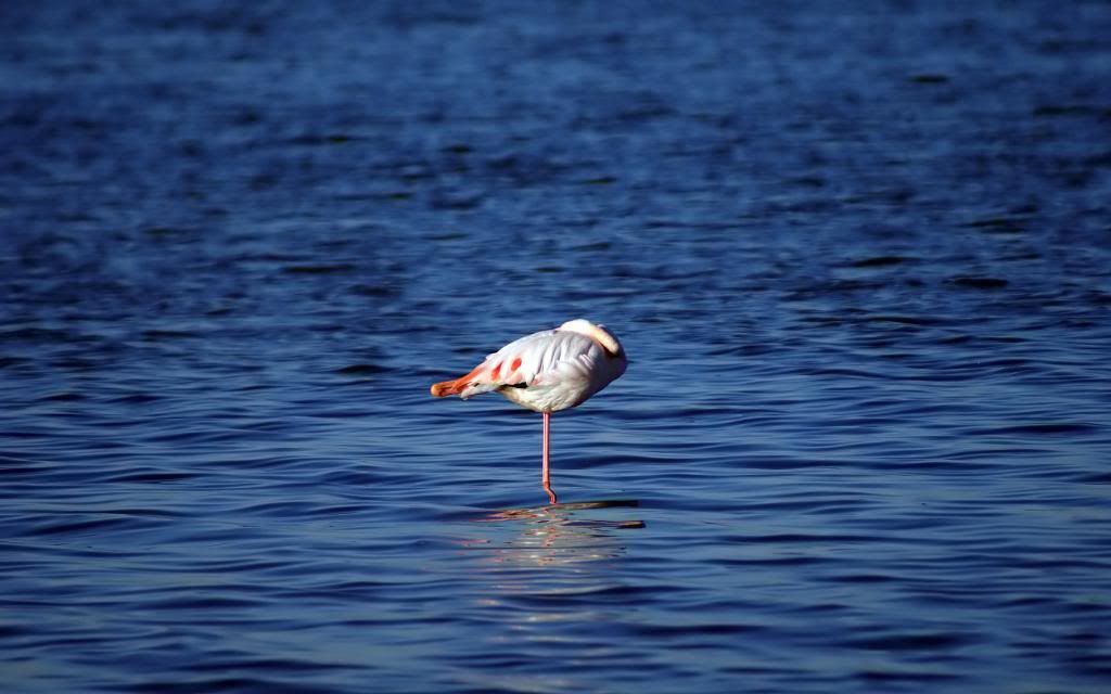 Blue_Heron.jpg