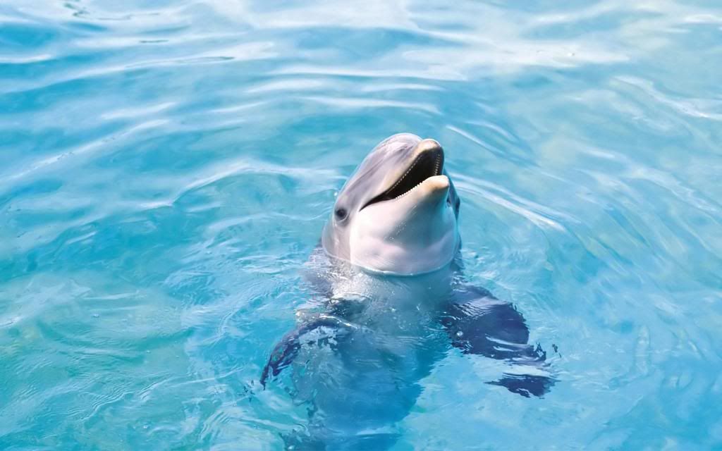 Bottlenose_dolphin_High_definition_wallpaper.jpg