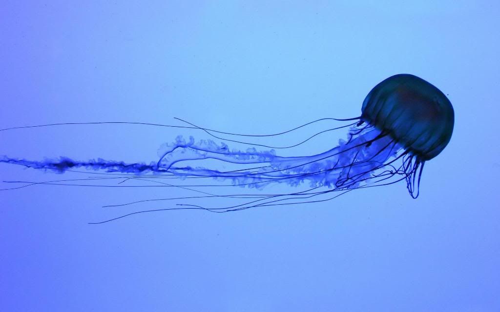 Box_Jellyfish_-_underwater_wallpapers_High_definition_wallpaper.jpg