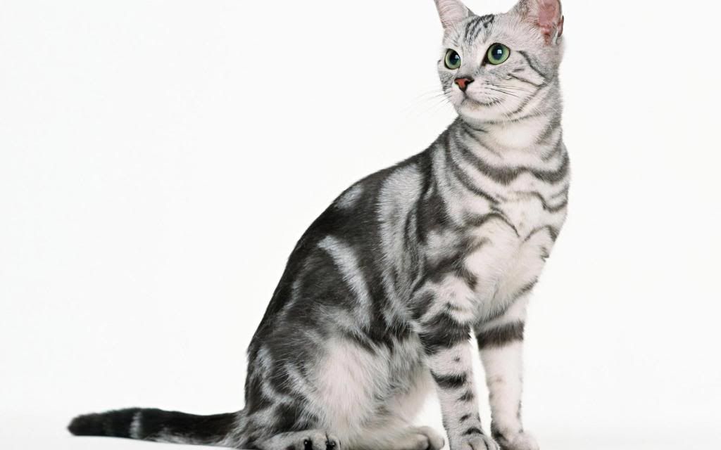 Britz_British_Shorthair_hd_wallpaper.jpg